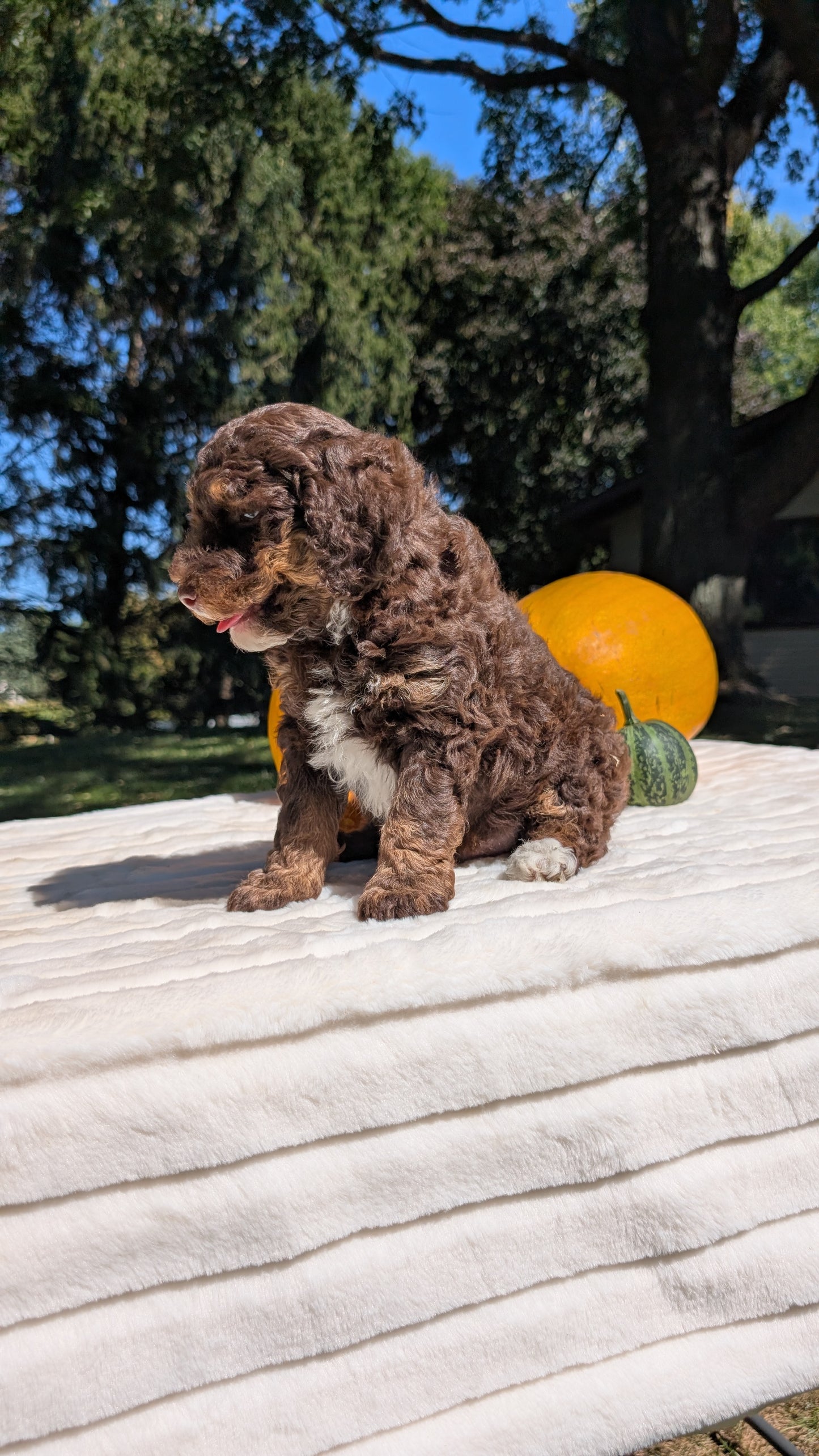 MINI BERNEDOODLE (07/25) MALE