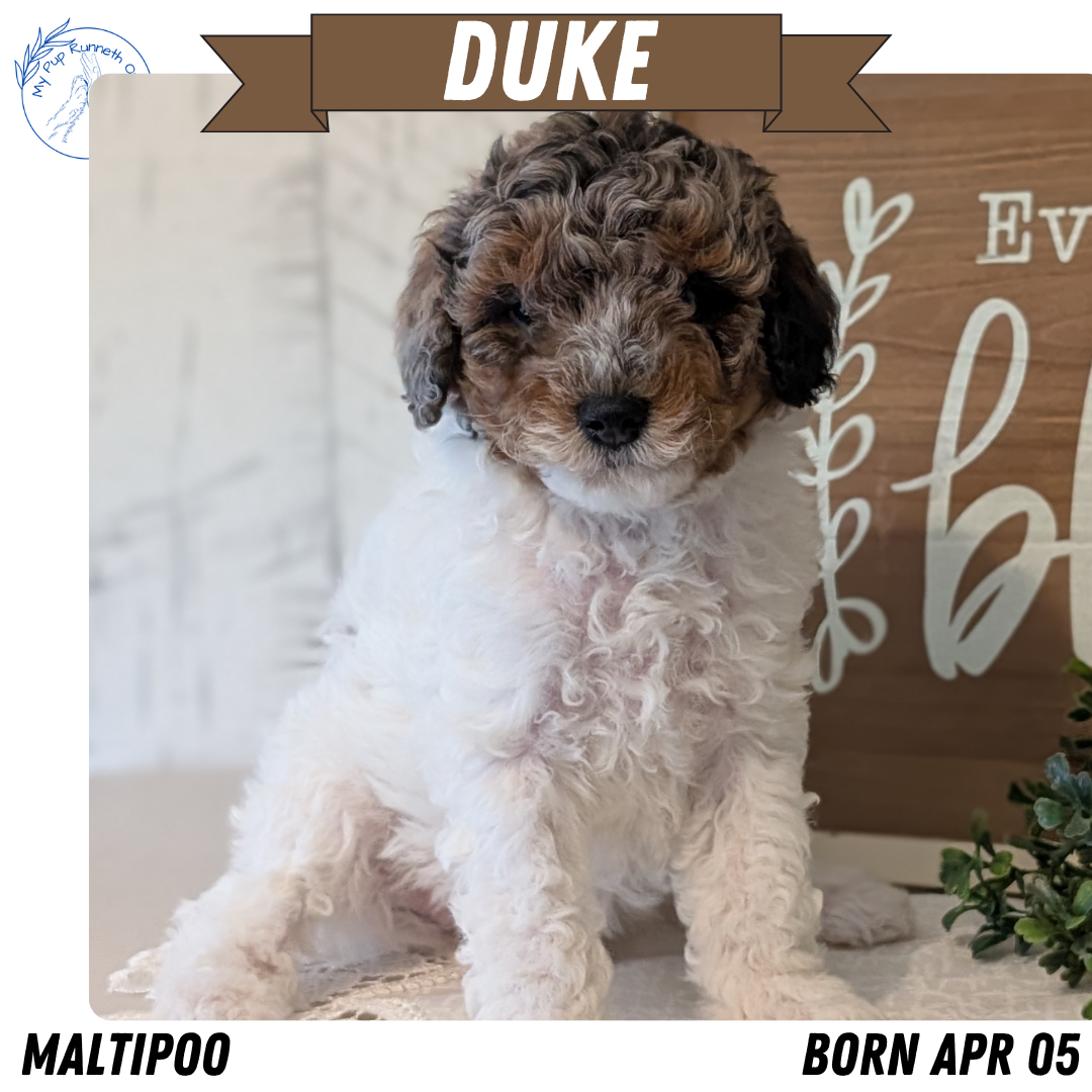 MALTIPOO (APR 05) MALES