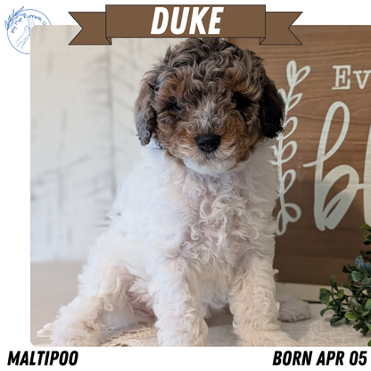 MALTIPOO (APR 05) MALES