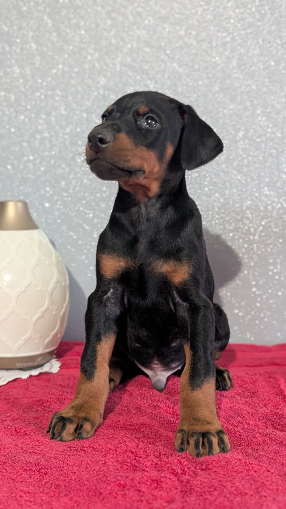 DOBERMAN PINSCHER (OCT 17) MALES