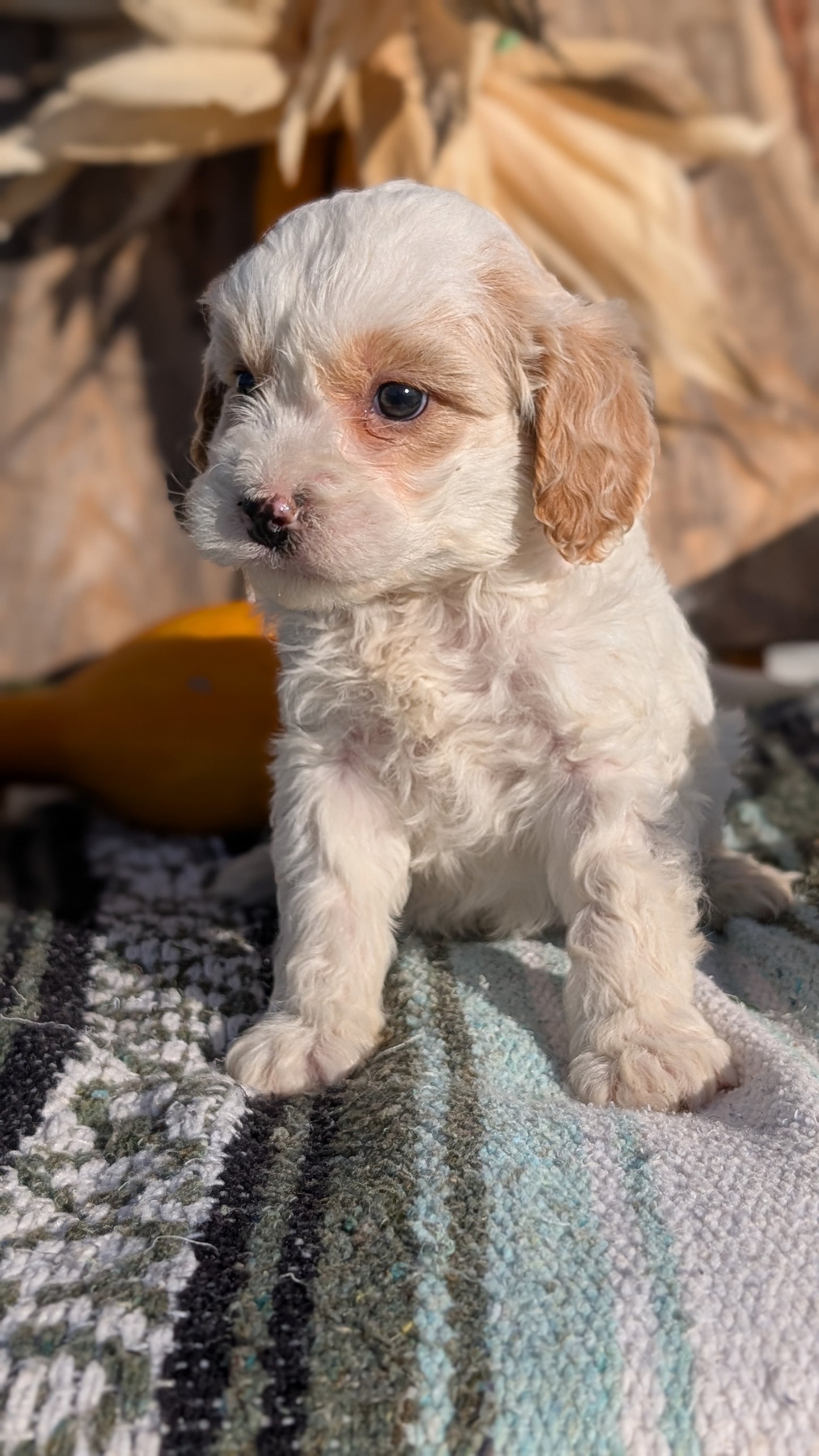 CAVAPOO (OCT 02) MALES