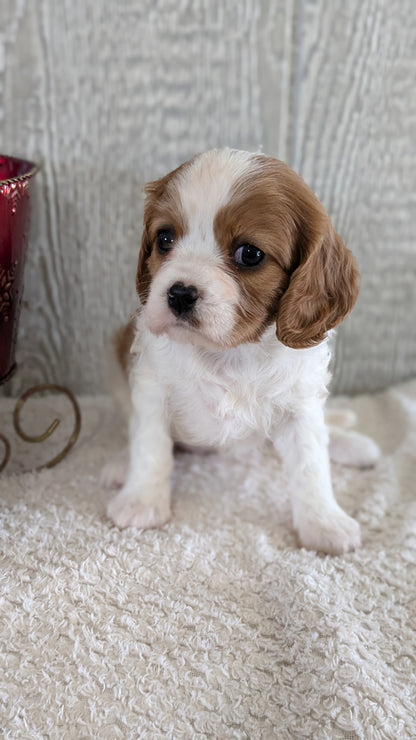 CAVALIER (09/12) FEMALE