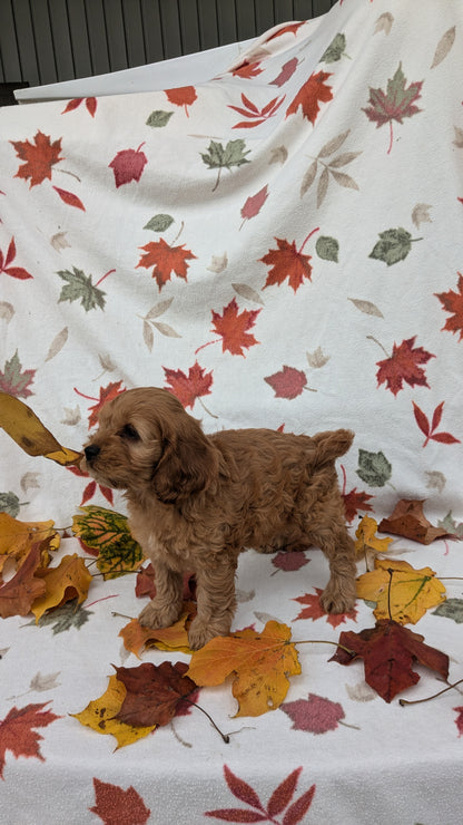 COCKAPOO (08/03) MALE