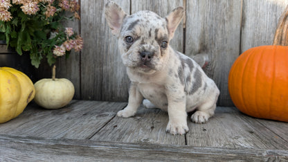 FRENCH BULLDOG (09/09) FEMALE