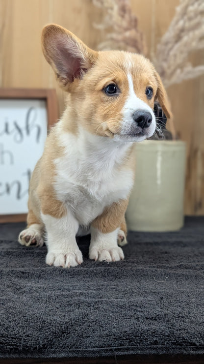 CORGI (JUL 13) 2 FEMALES/3 MALES