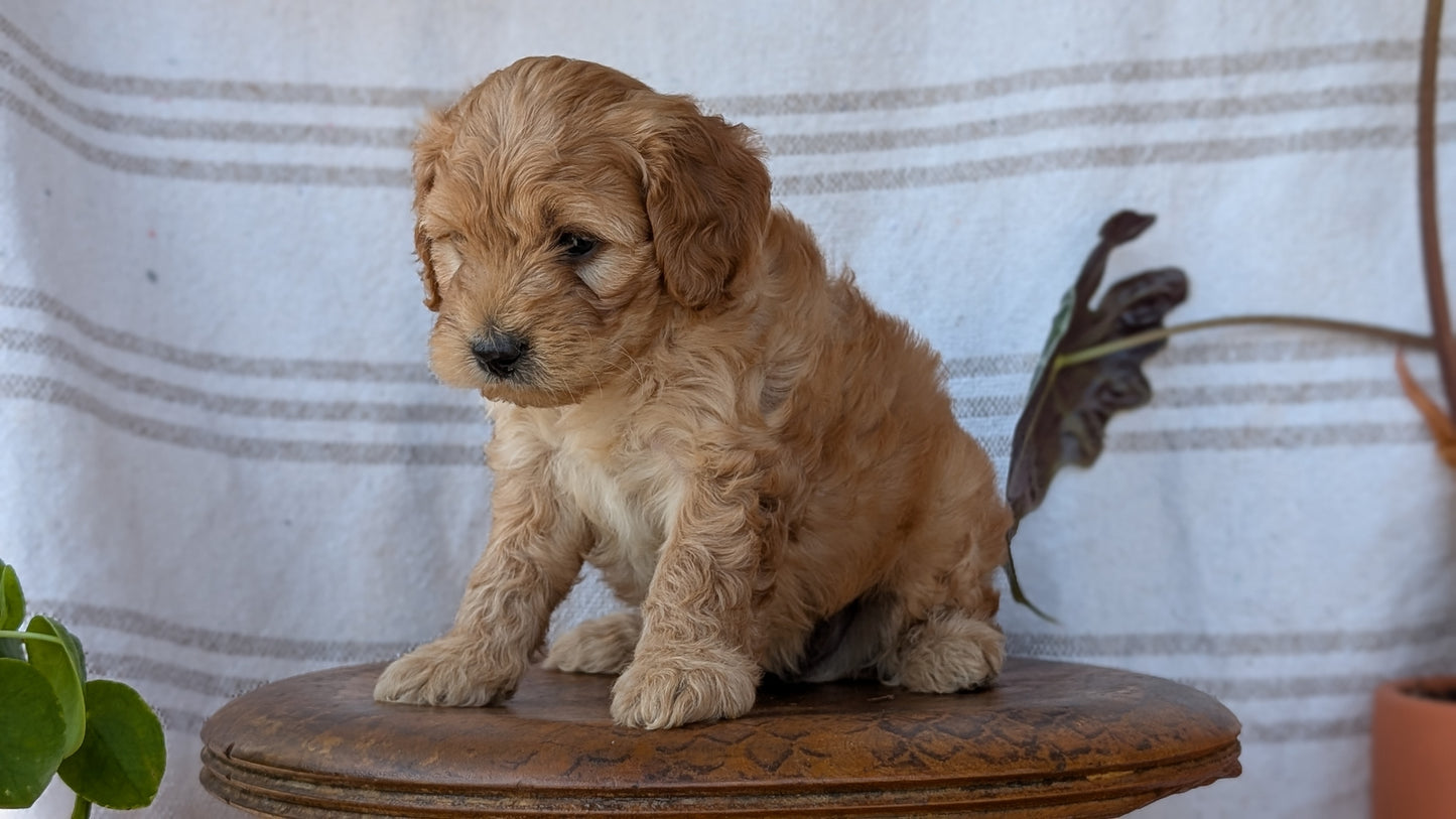 CAVAPOO (MAY 23) MALES