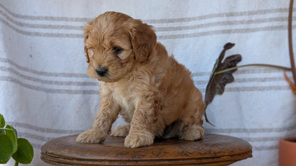 CAVAPOO (MAY 23) MALES