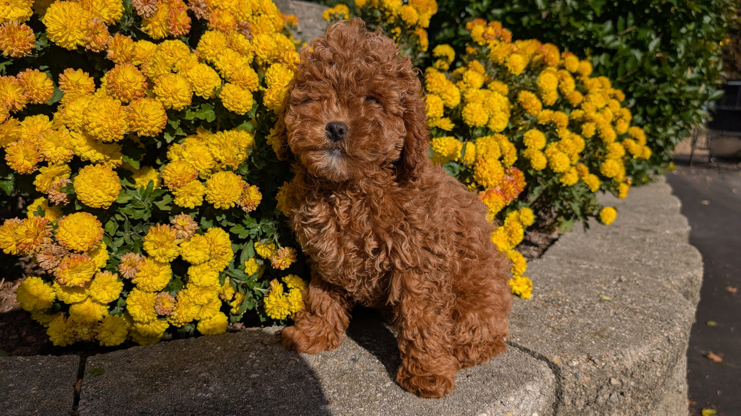 COCKAPOO (08/03) FEMALE