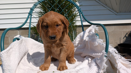 GOLDEN RETRIEVER (07/24) MALE