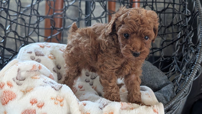 TOY POODLE (SEP 10) 4 MALES/2 FEMALES