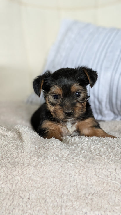 YORKSHIRE TERRIER (02/25) FEMALE