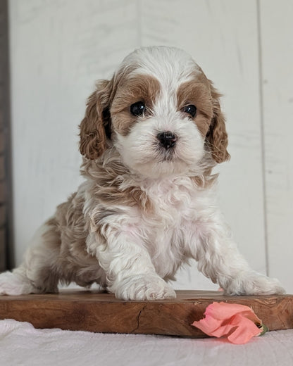 CAVAPOO (FEB 11) FEMALES