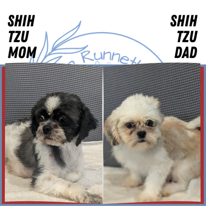SHIH TZU (01/23) MALE