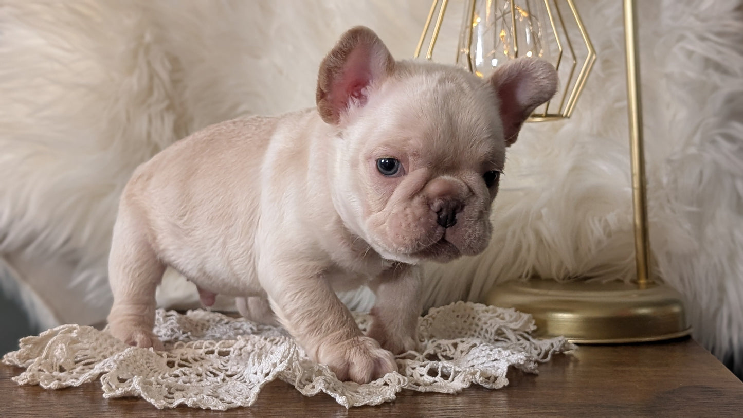 FRENCH BULLDOG (FEB 09) MALE