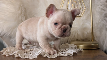 FRENCH BULLDOG (FEB 09) MALE