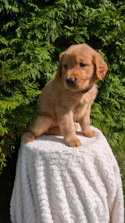 GOLDEN RETRIEVER (07/16) MALE