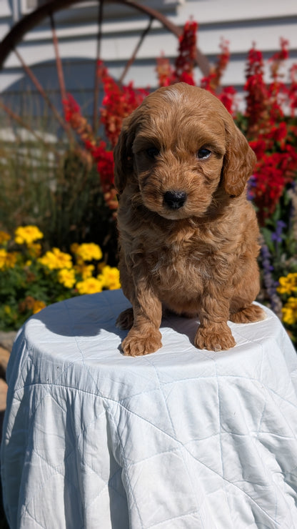 MINI GOLDENDOODLE (08/15) FEMALE