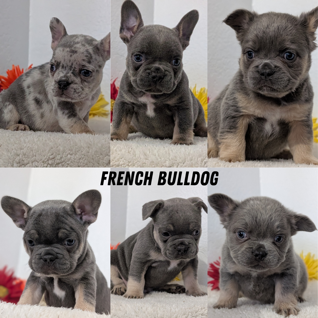 FRENCH BULLDOG (FEB 21) FEMALE
