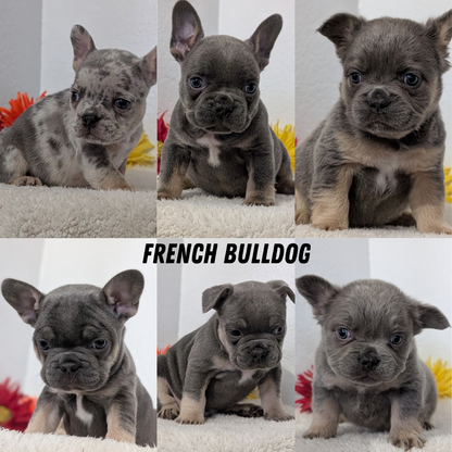 FRENCH BULLDOG (FEB 21) FEMALE