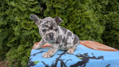 FRENCH BULLDOG (03/04) FEMALE
