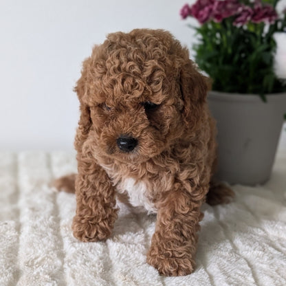 MINI GOLDENDOODLE (MAR 13) MALE