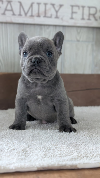 FRENCH BULLDOG (NOV 22) FEMALE