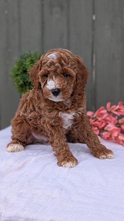 MINI POODLE (MAY 08) MALES