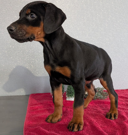 DOBERMAN PINSCHER (OCT 17) FEMALES
