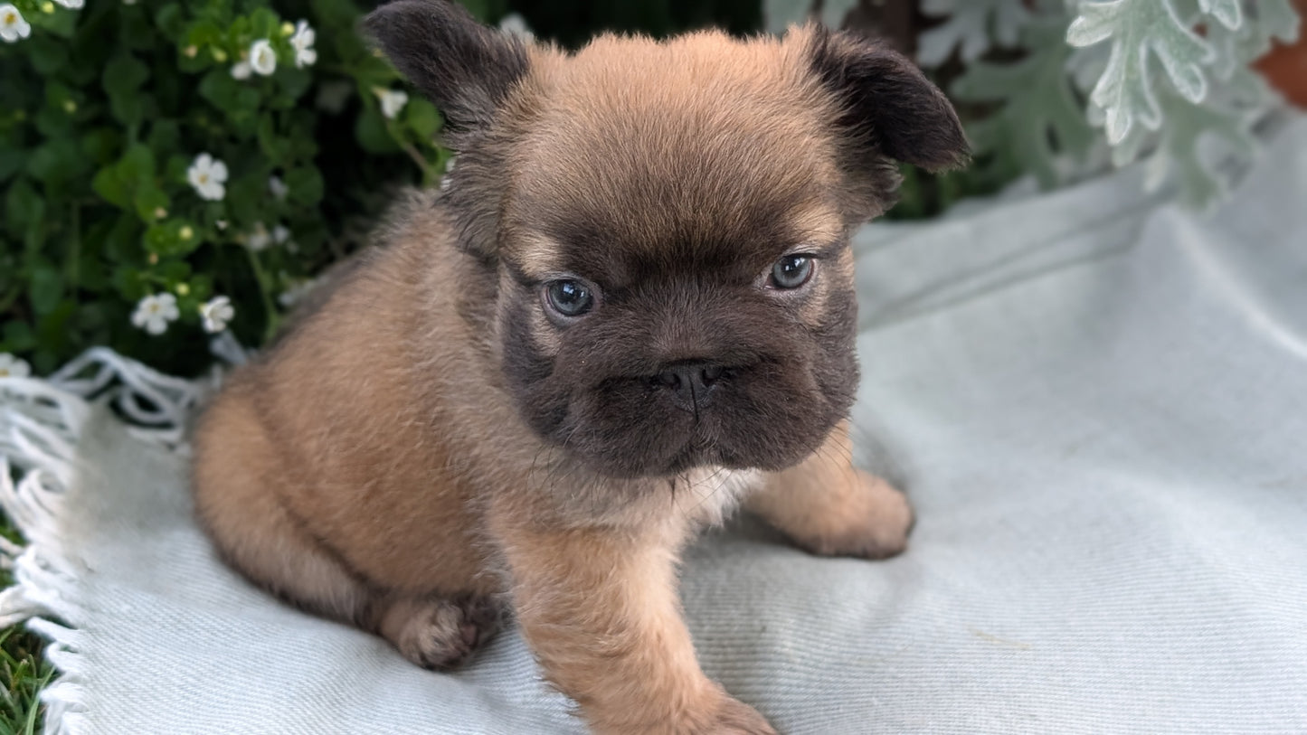FRENCH BULLDOG (MAY 26) FEMALE