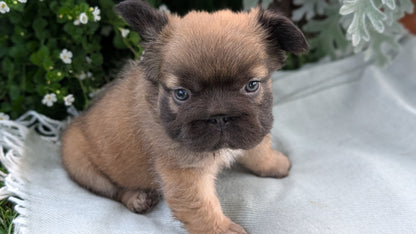 FRENCH BULLDOG (MAY 26) FEMALE