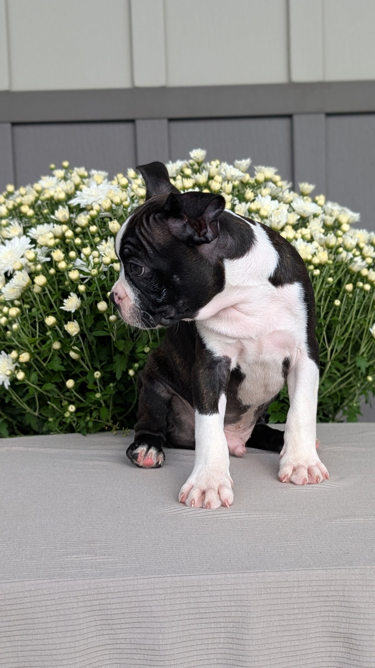 BOSTON TERRIER (JUL 11) 4 FEMALES/4 MALES