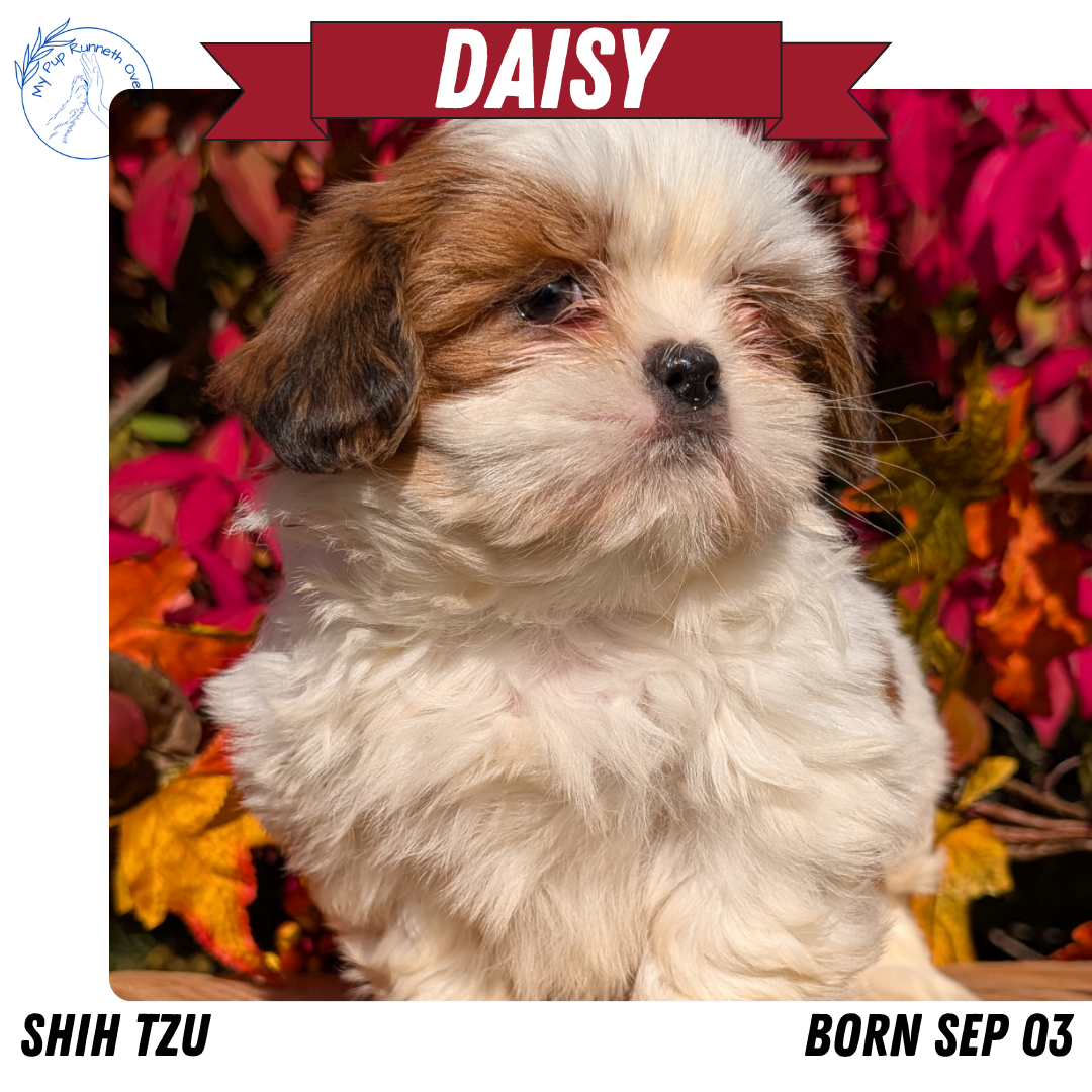 SHIH TZU (09/03) FEMALE