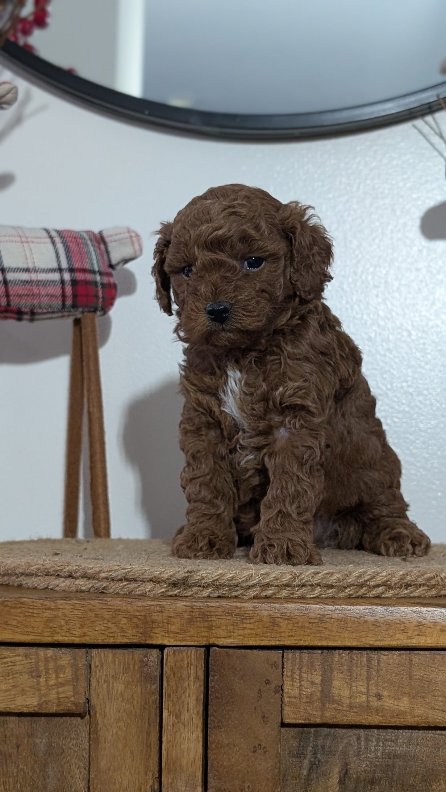 MINI POODLE (NOV 14) MALES