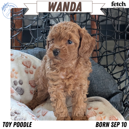 TOY POODLE (SEP 10) 4 MALES/2 FEMALES