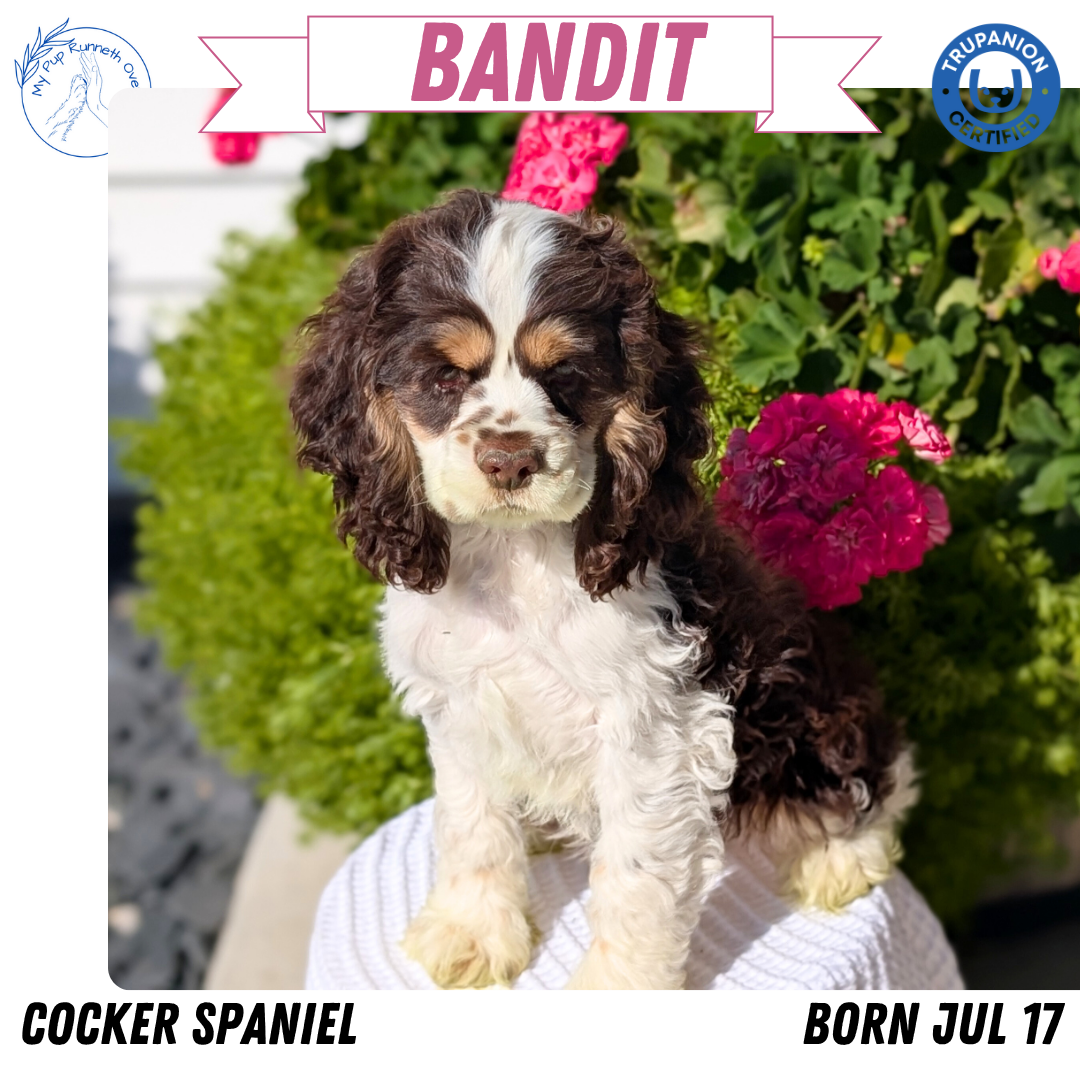 COCKER SPANIEL (07/17) MALE