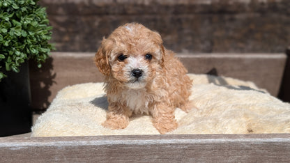 CAVAPOO (MAY 12) MALES