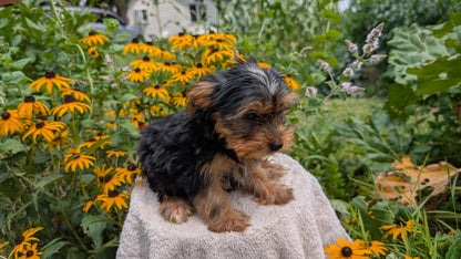 YORKSHIRE TERRIER (05/23) MALE