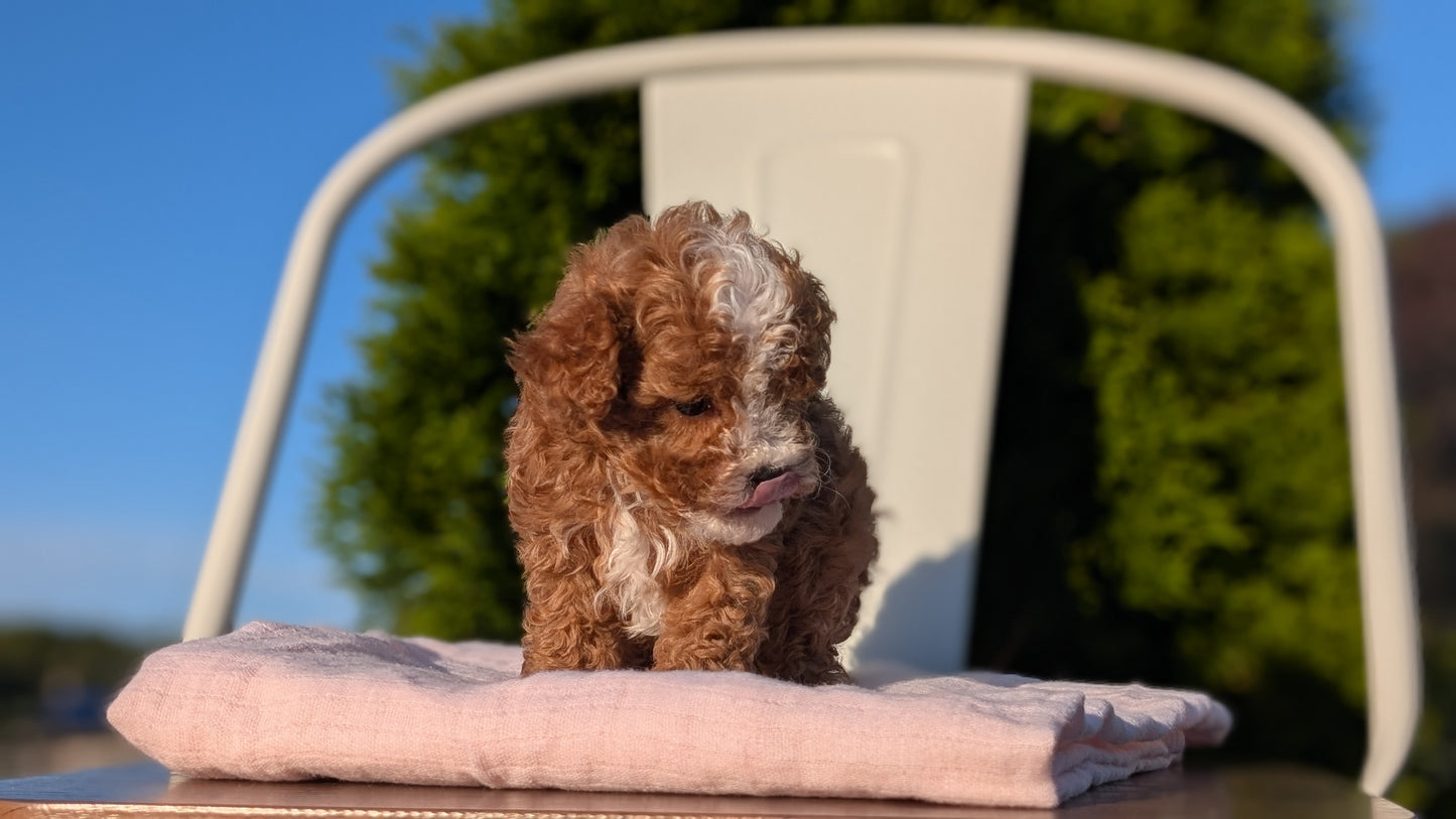 CAVAPOO (MAY 09) MALES