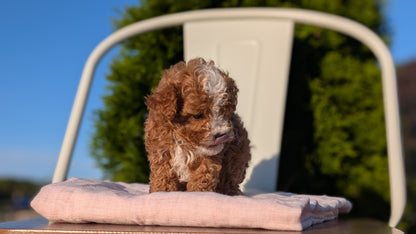 CAVAPOO (MAY 09) MALES