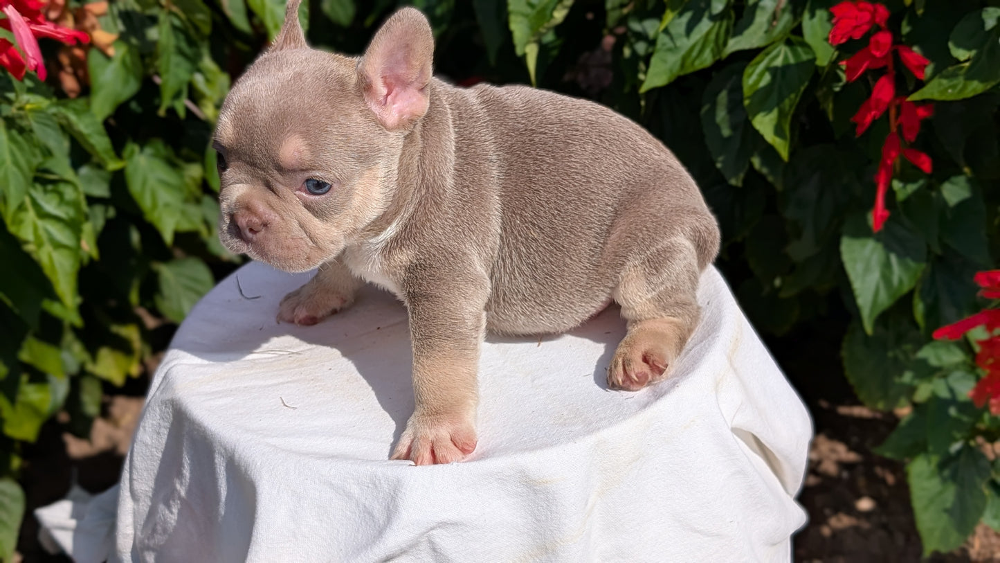 FRENCH BULLDOG (06/27) FEMALE