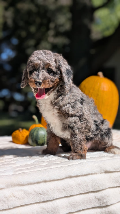 MINI BERNEDOODLE (07/25) MALE