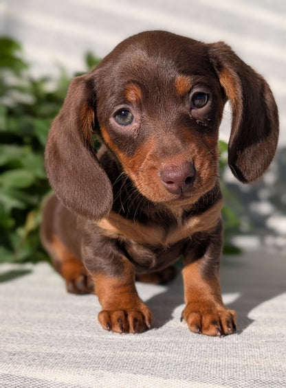 MINI DACHSHUND (09/22) MALE