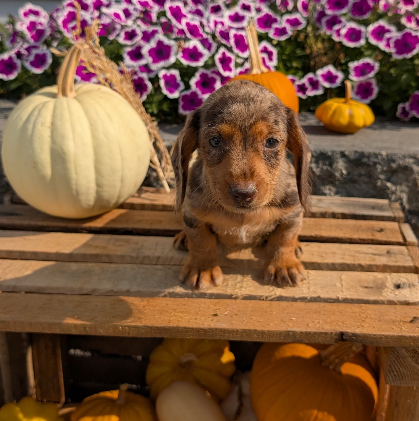 MINI DACHSHUND (08/19) FEMALE