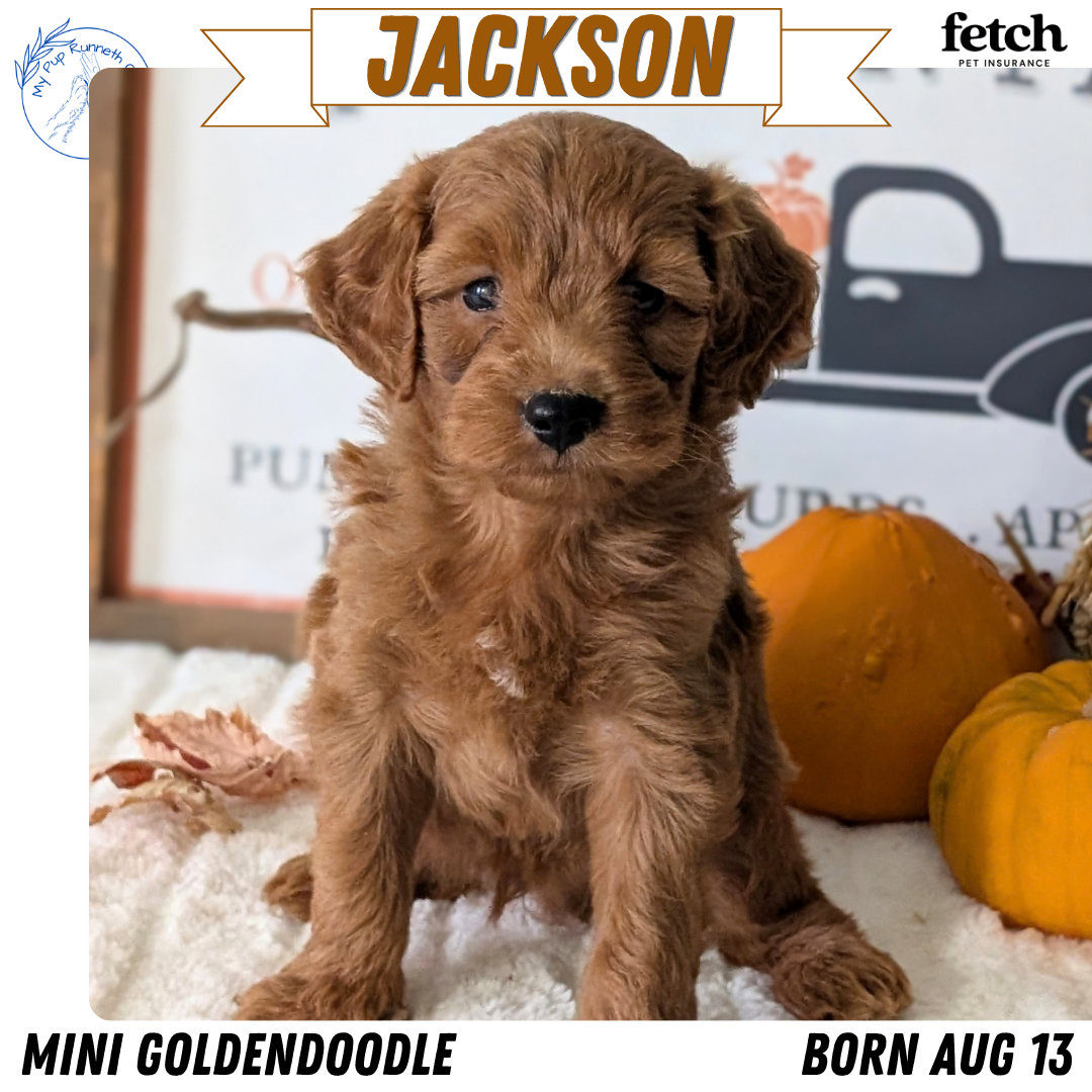 MINI GOLDENDOODLE (AUG 13) 6 MALES/3 FEMALES