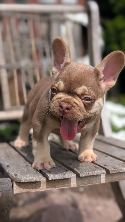 FRENCH BULLDOG (07/11) MALE