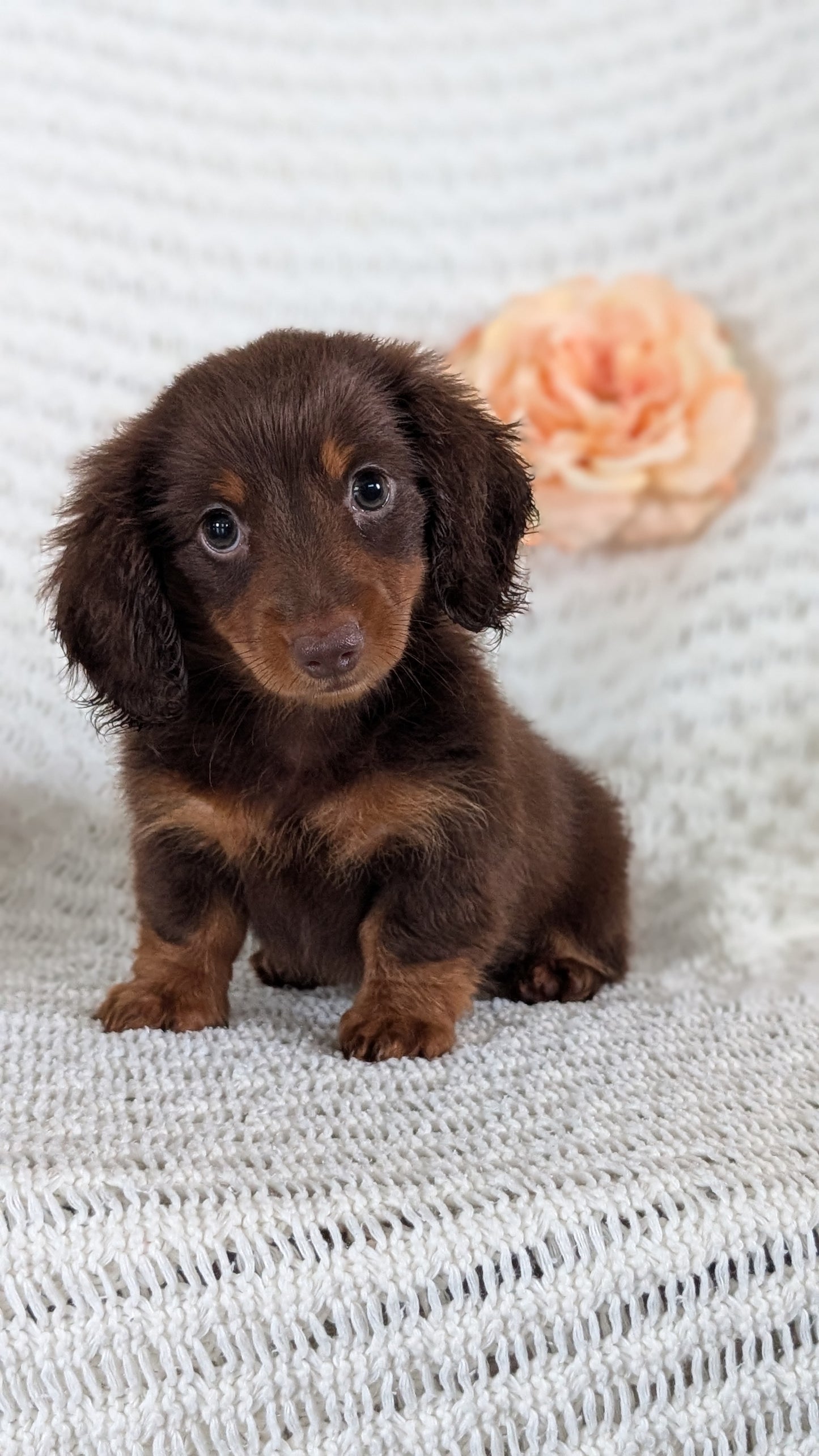 MINI DACHSHUND (MAY 13) MALE