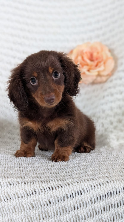 MINI DACHSHUND (MAY 13) MALE