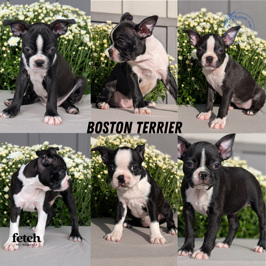 BOSTON TERRIER (JUL 11) 4 FEMALES/4 MALES