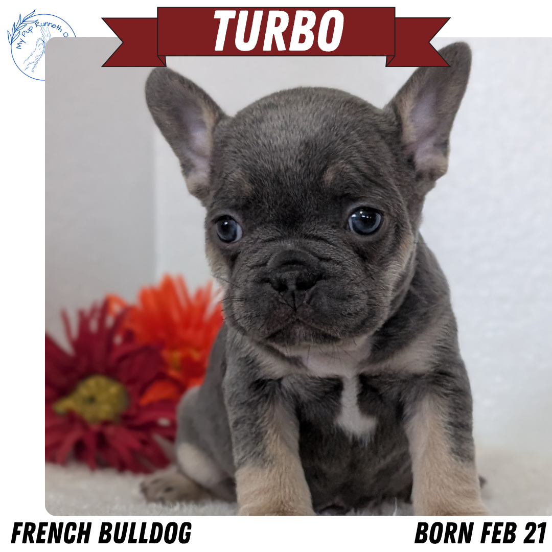 FRENCH BULLDOG (FEB 21) MALES