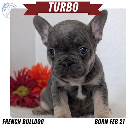 FRENCH BULLDOG (FEB 21) MALES